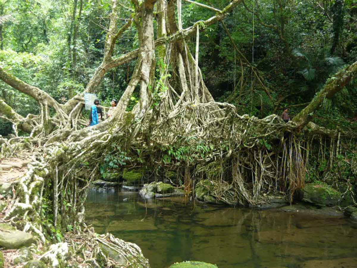 Hanging Root Bridges