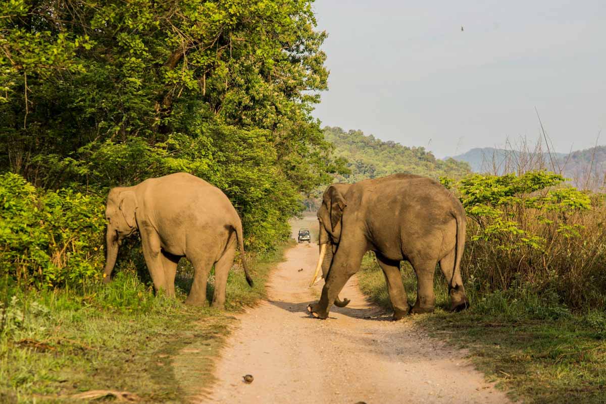 -1-Corbett National Park
