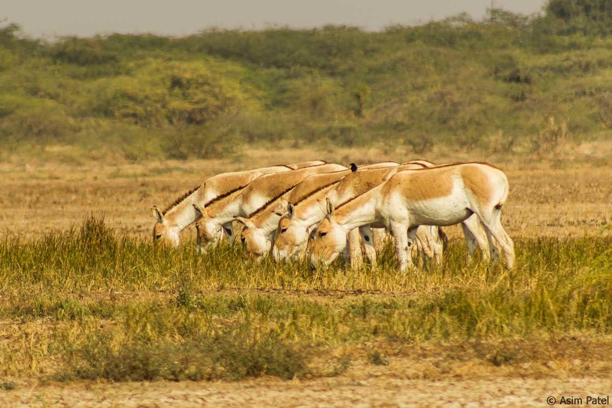 Little Rann of Kutch