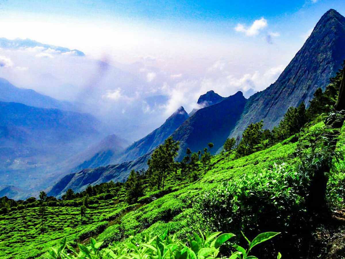 Tea gardens of Munnar