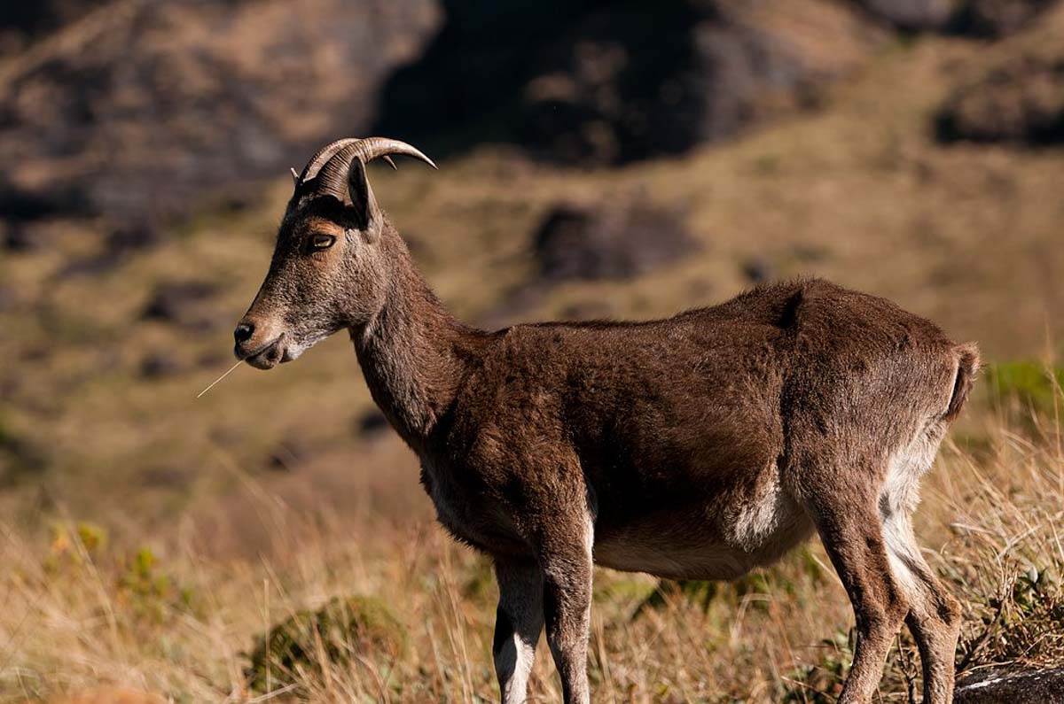 mountain goat found in Munnar
