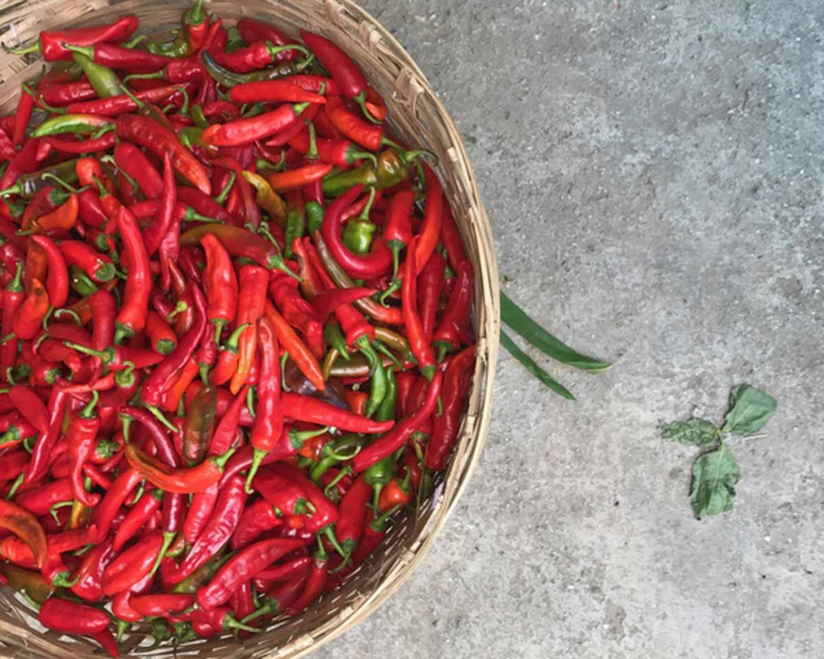 Red chillies