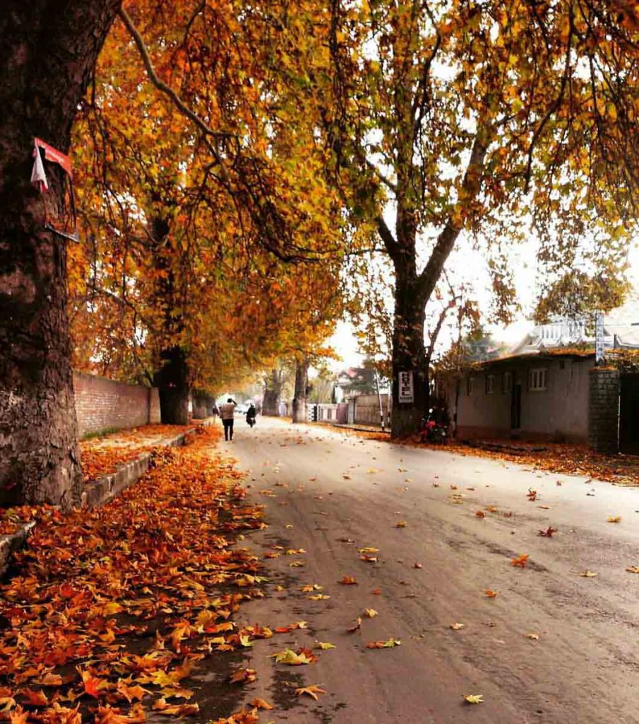 Kashmir