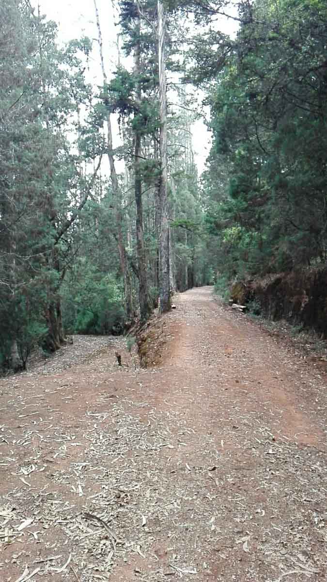 Ooty Forest Walk
