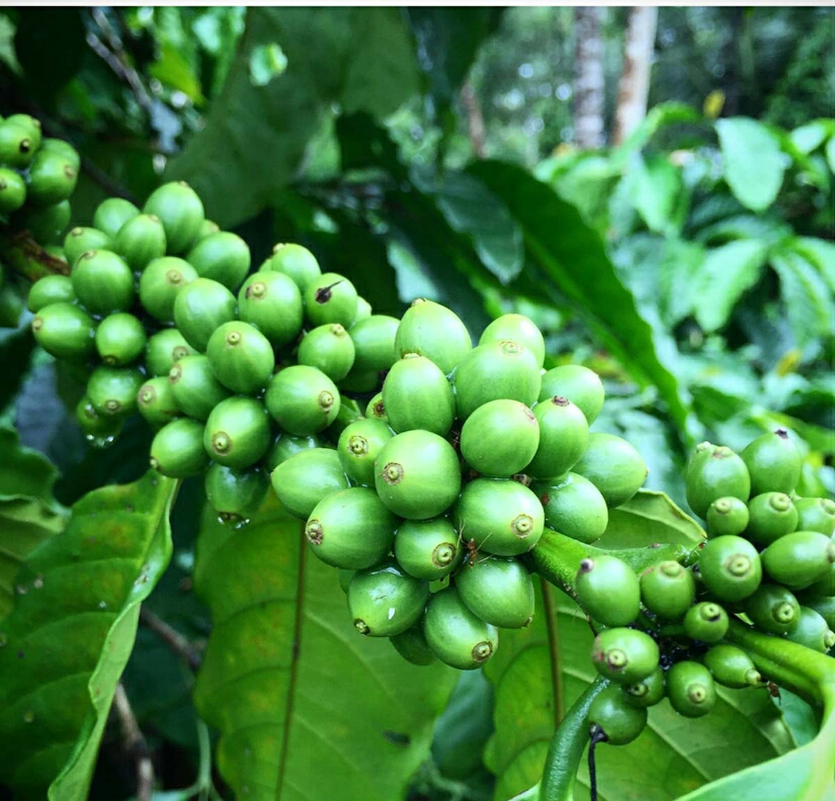 Raw coffee seeds in the Coffee Plantations of Coorg
