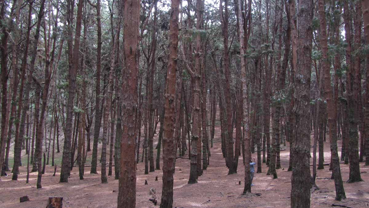 Kodaikanal, Tamil Nadu, India