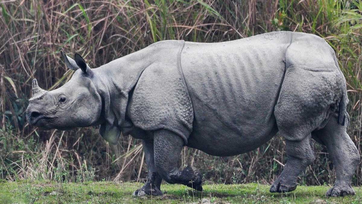 The One Horned Rhinoceros at Kaziranga National Park