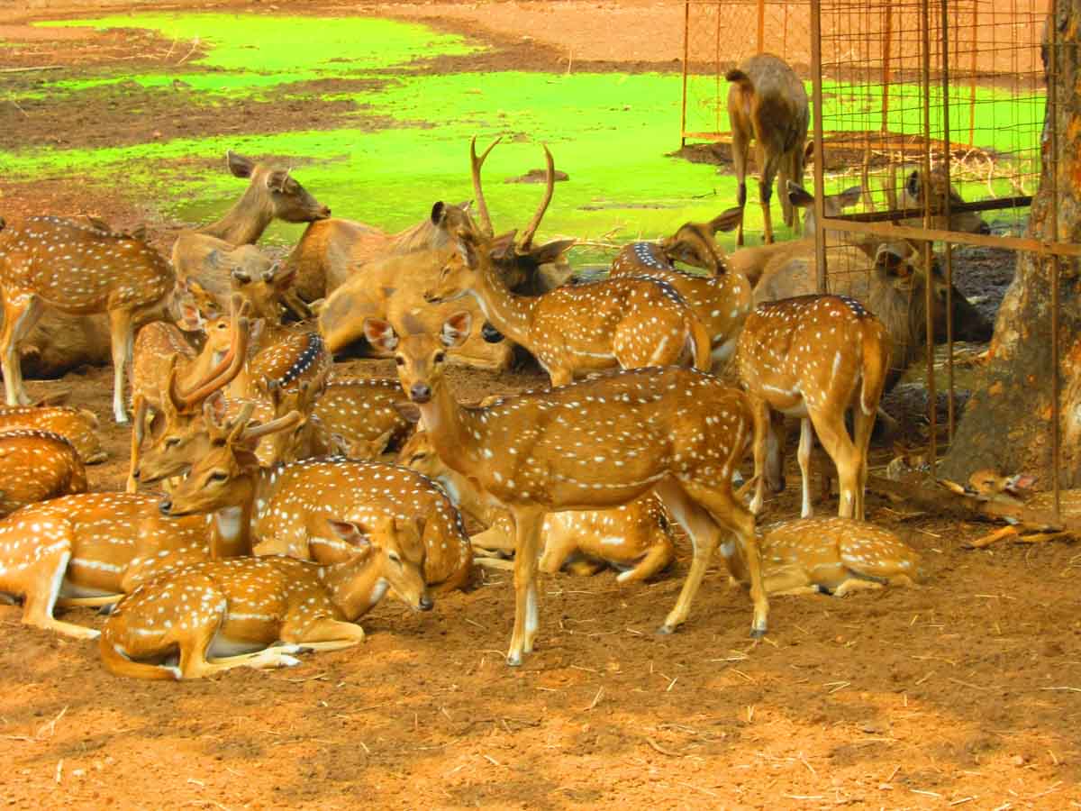PERIYAR TIGER RESERVE