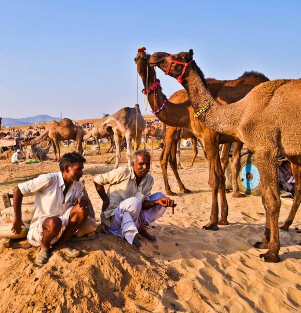 Pushkar camel fair
