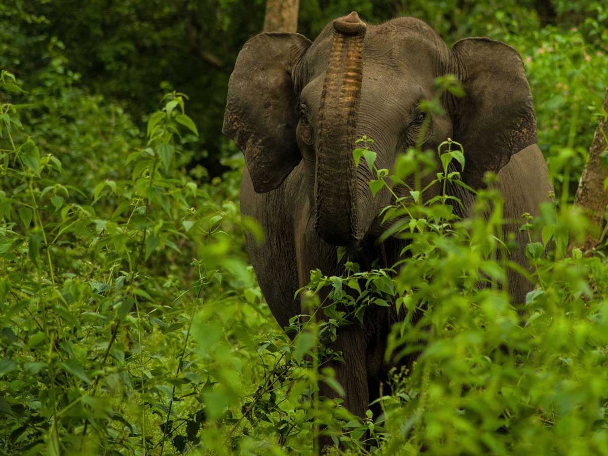 A wild elephant at Nagarhole