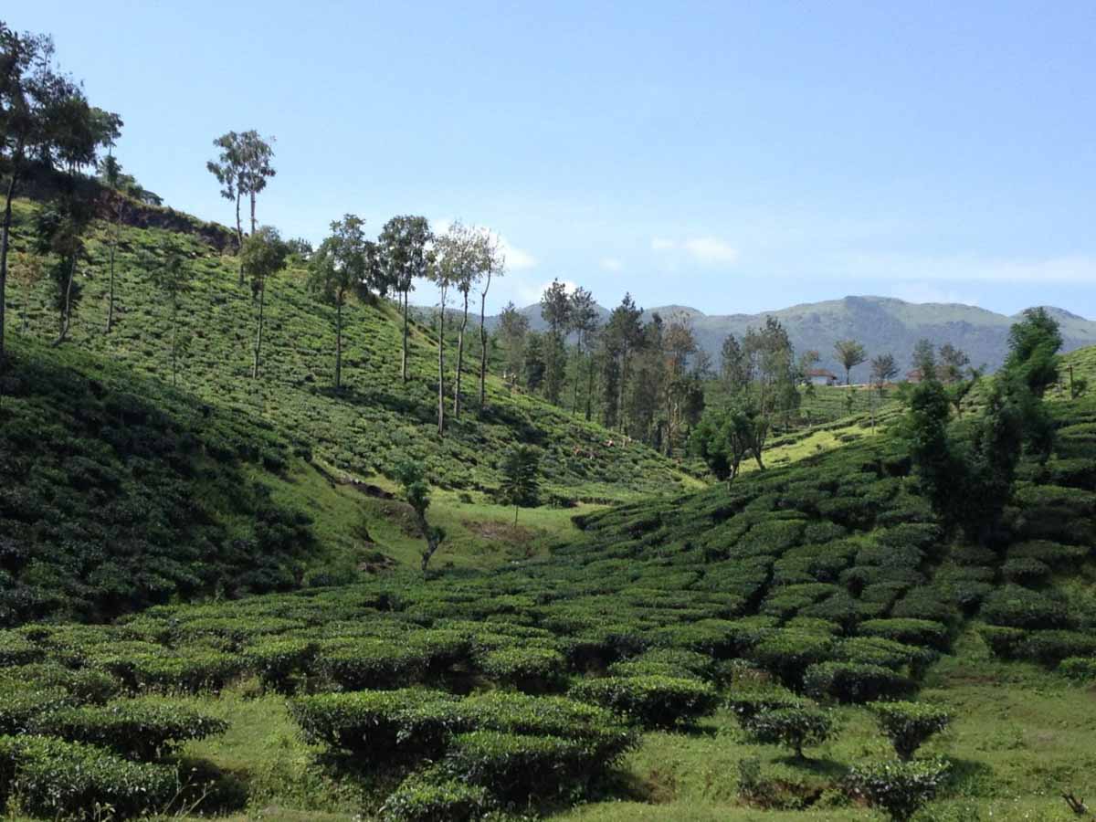 Munnar, kerala