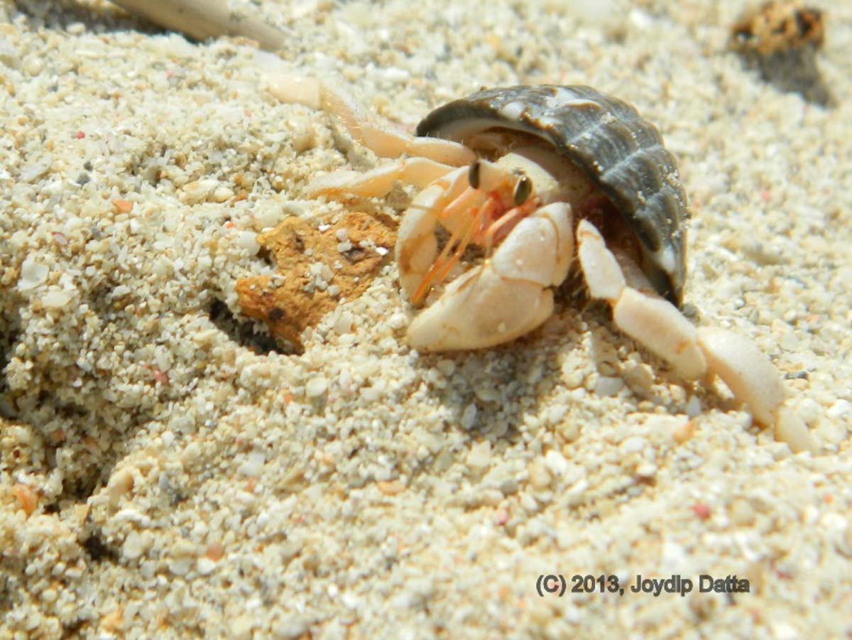 Hermit Crab at Jolly Buoy Beach