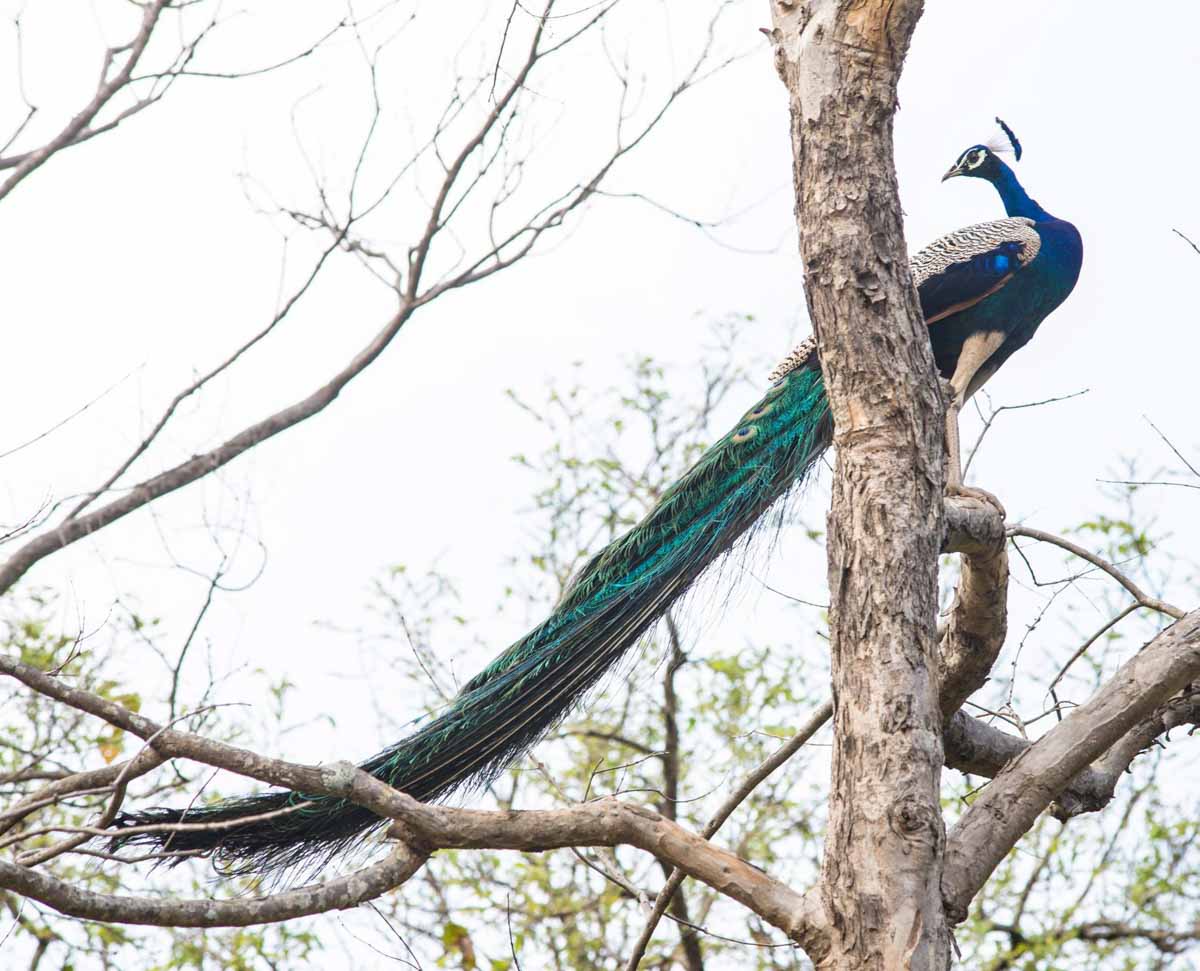 Corbett National Park