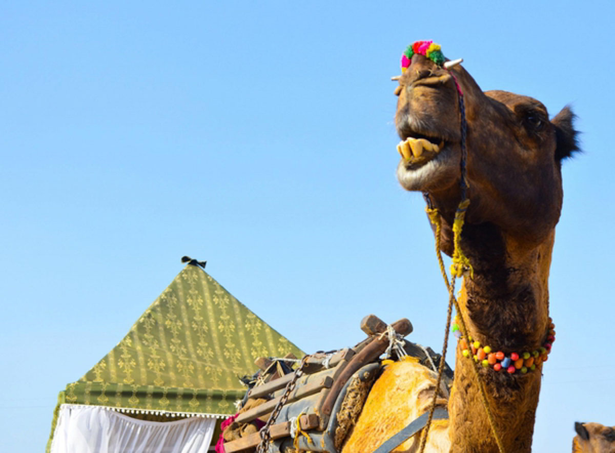Pushkar Camel Fair