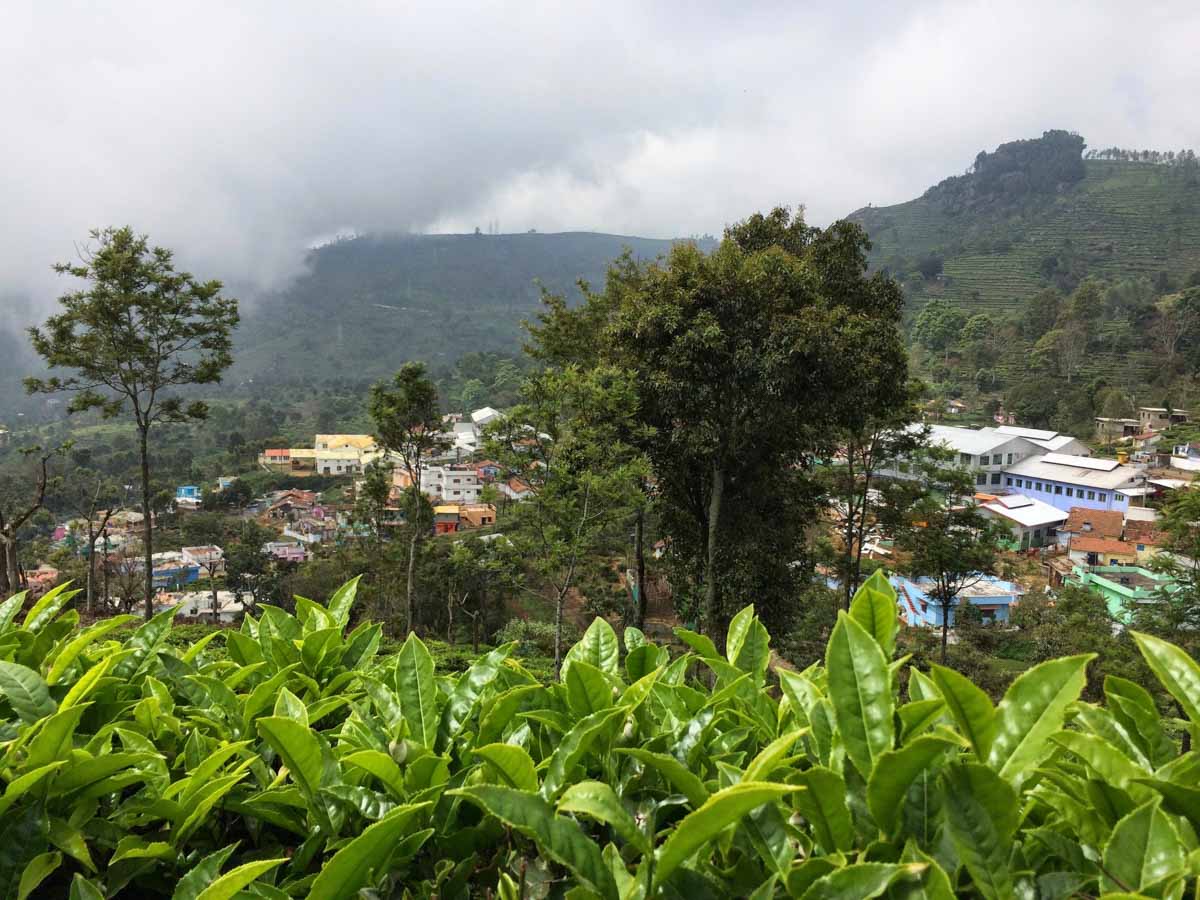 Tea gardens at Upper Coonoor