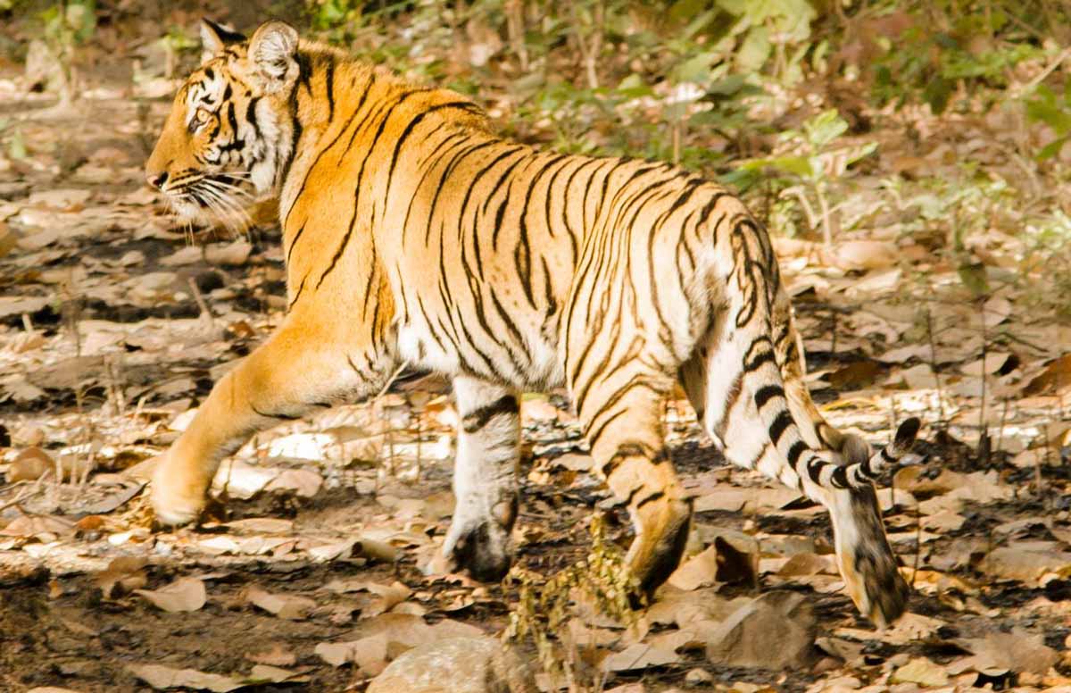 Corbett National Park