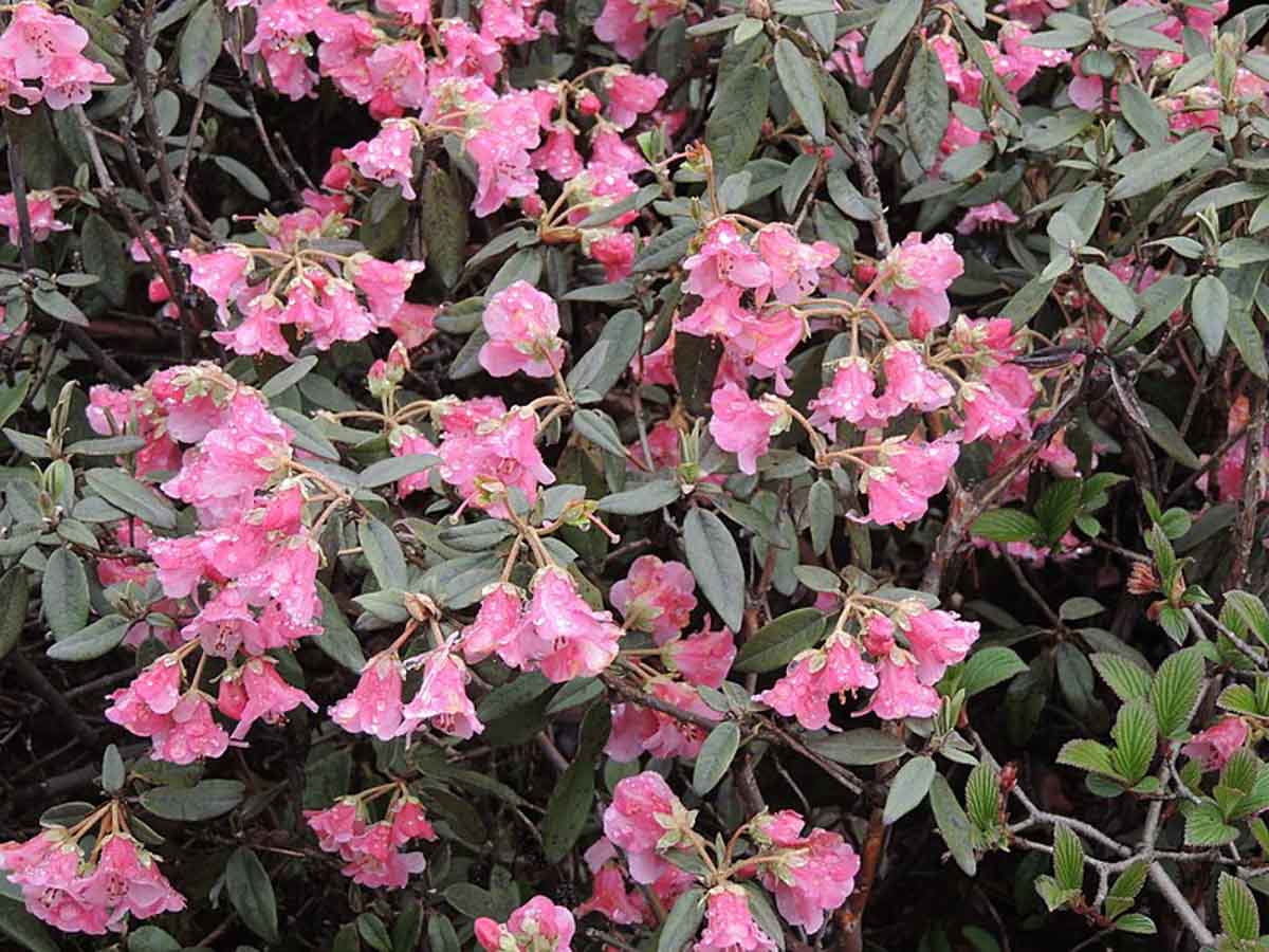 Shingba Rhododendron Sanctuary