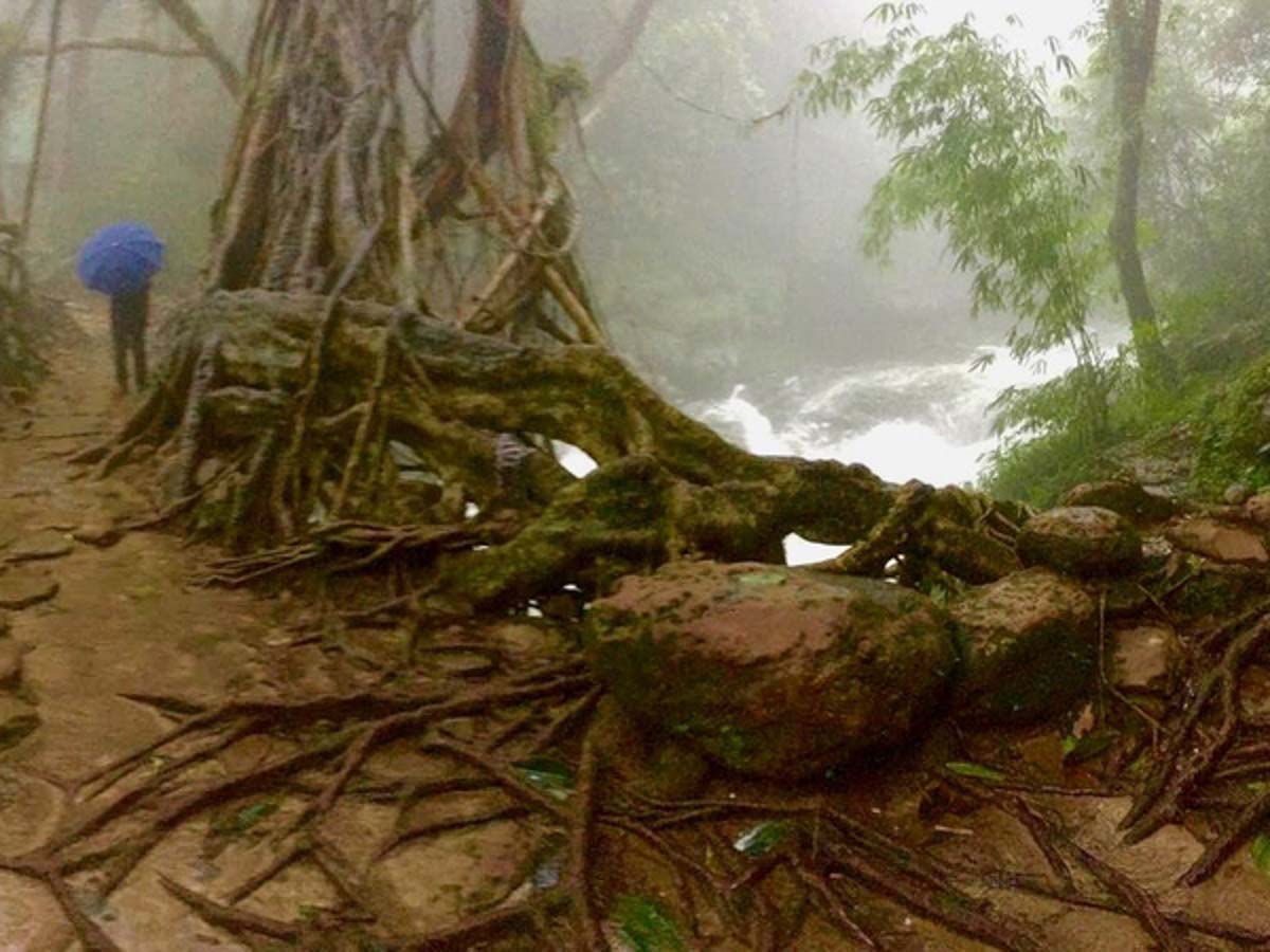 living root bridge, Mawlynnong