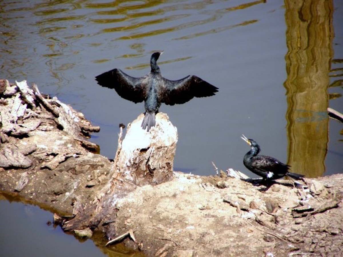 Pench National Park