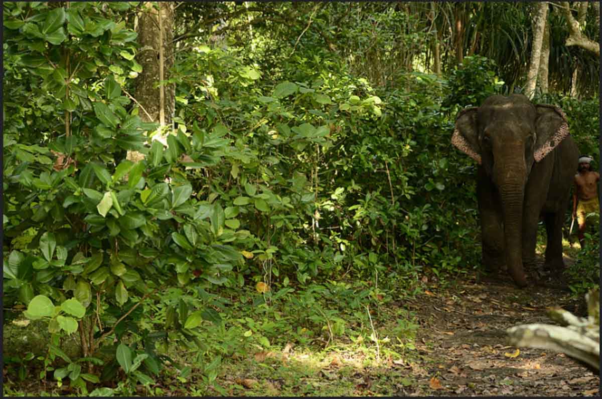 Barefoot at Havelock, Andaman