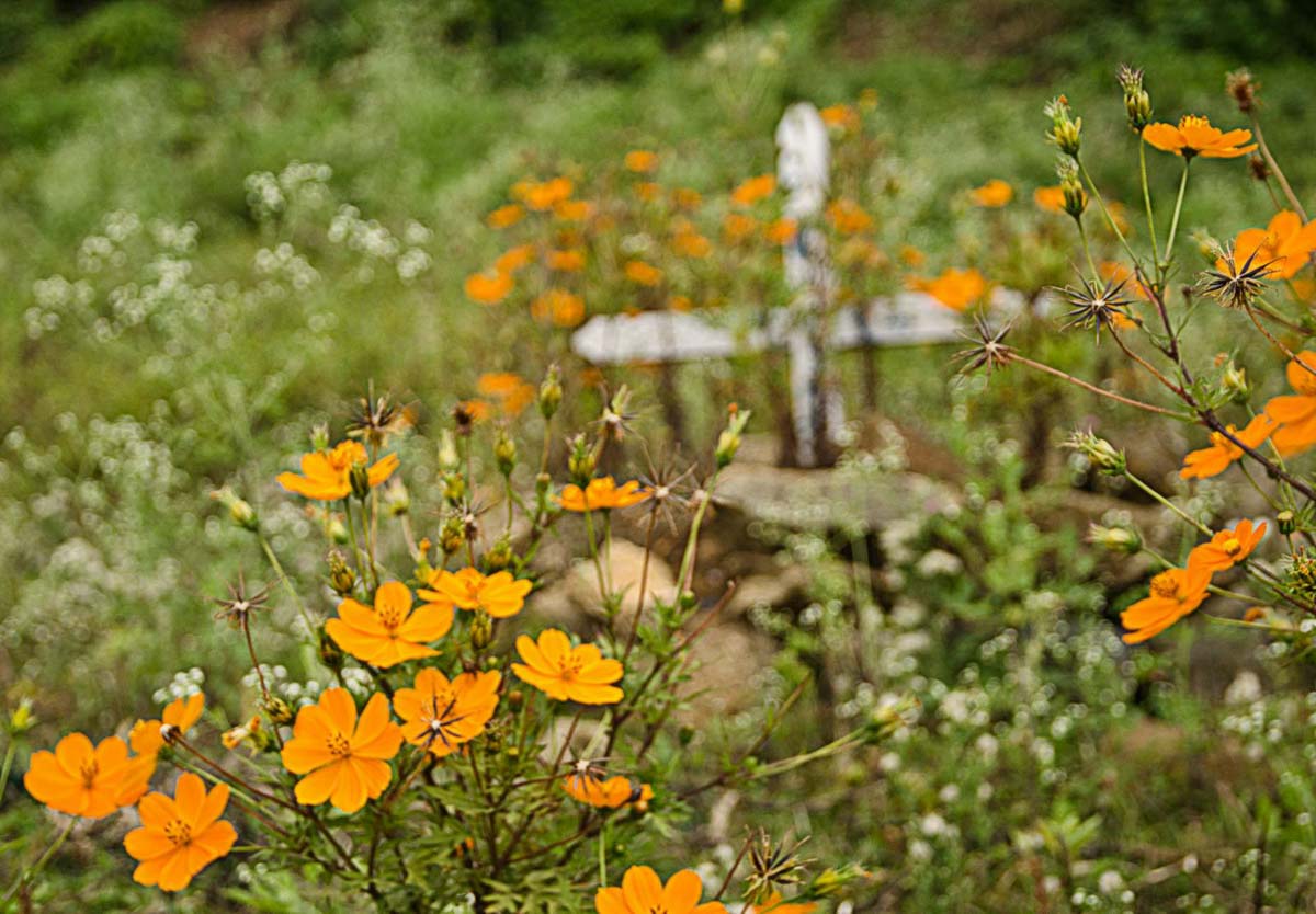 An overgrown graveyard at Yercaud