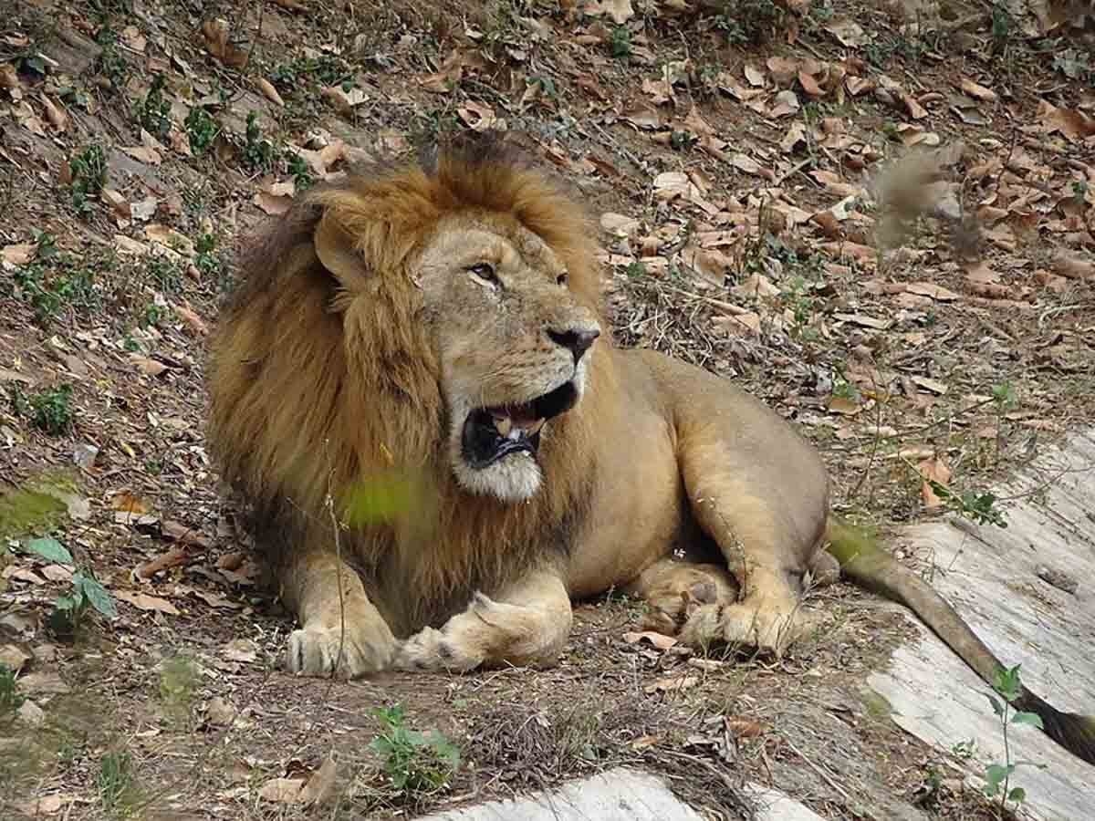 Nandankanan Zoological Park