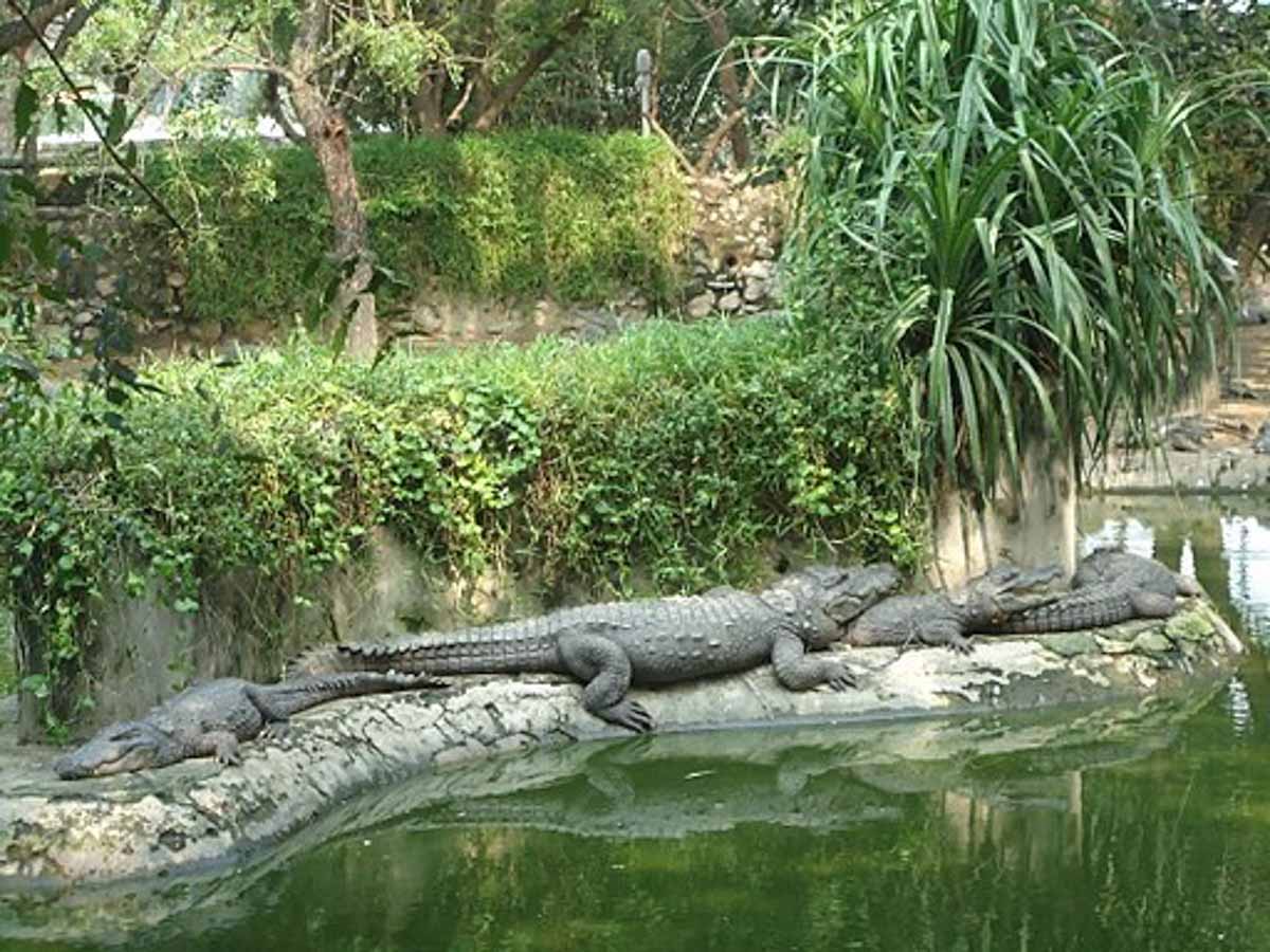 Crocodile Park, Chennai
