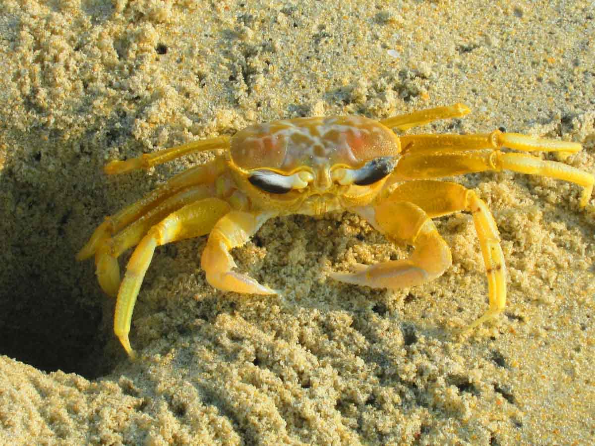 crab