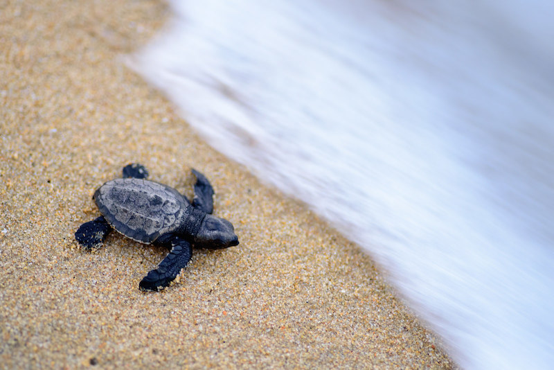 Balighai beach - Olive ridley turtle