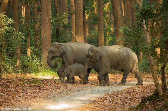 corbett