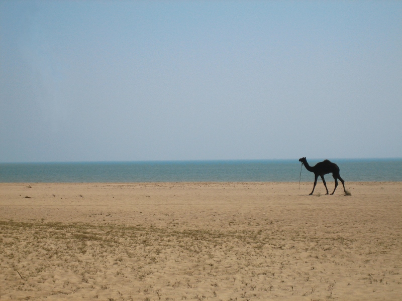 Mandvi-beach-Gujarat (800x600)