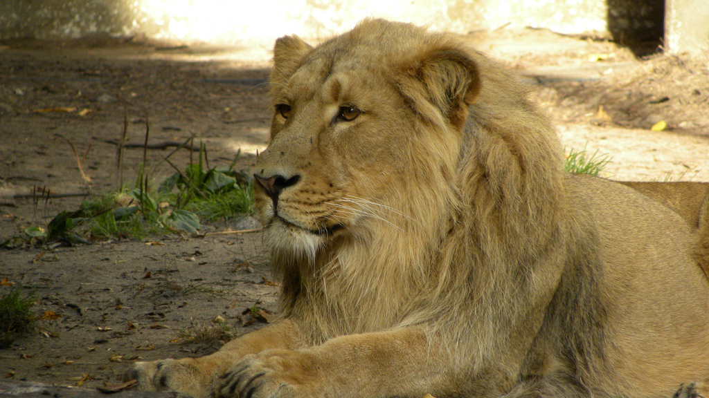 asian-lion-gir-park-india