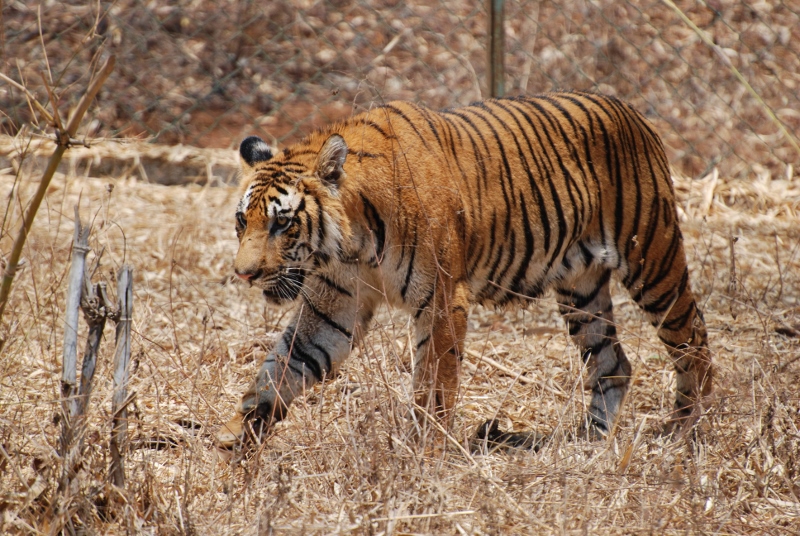 bengal-tiger-india (800x536)