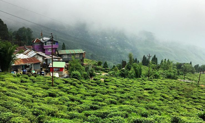 Happy valley tea garden