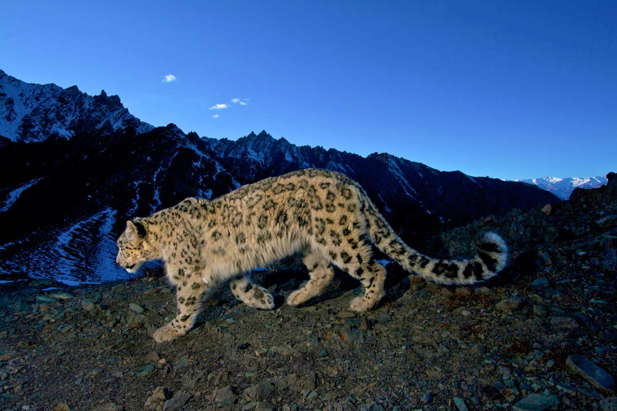 Snow Leopard in Hemis