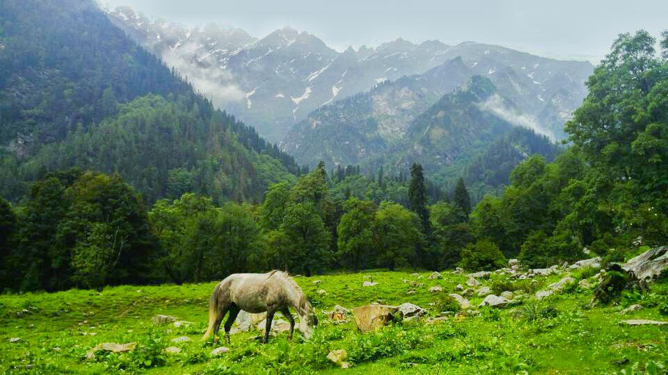 Horses in Parvati Valley