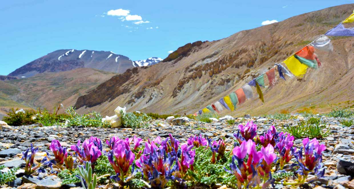 Ladakh in Summer