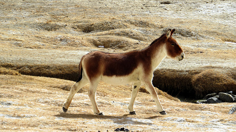 ladakhtrip-Pangong_Kiang_1