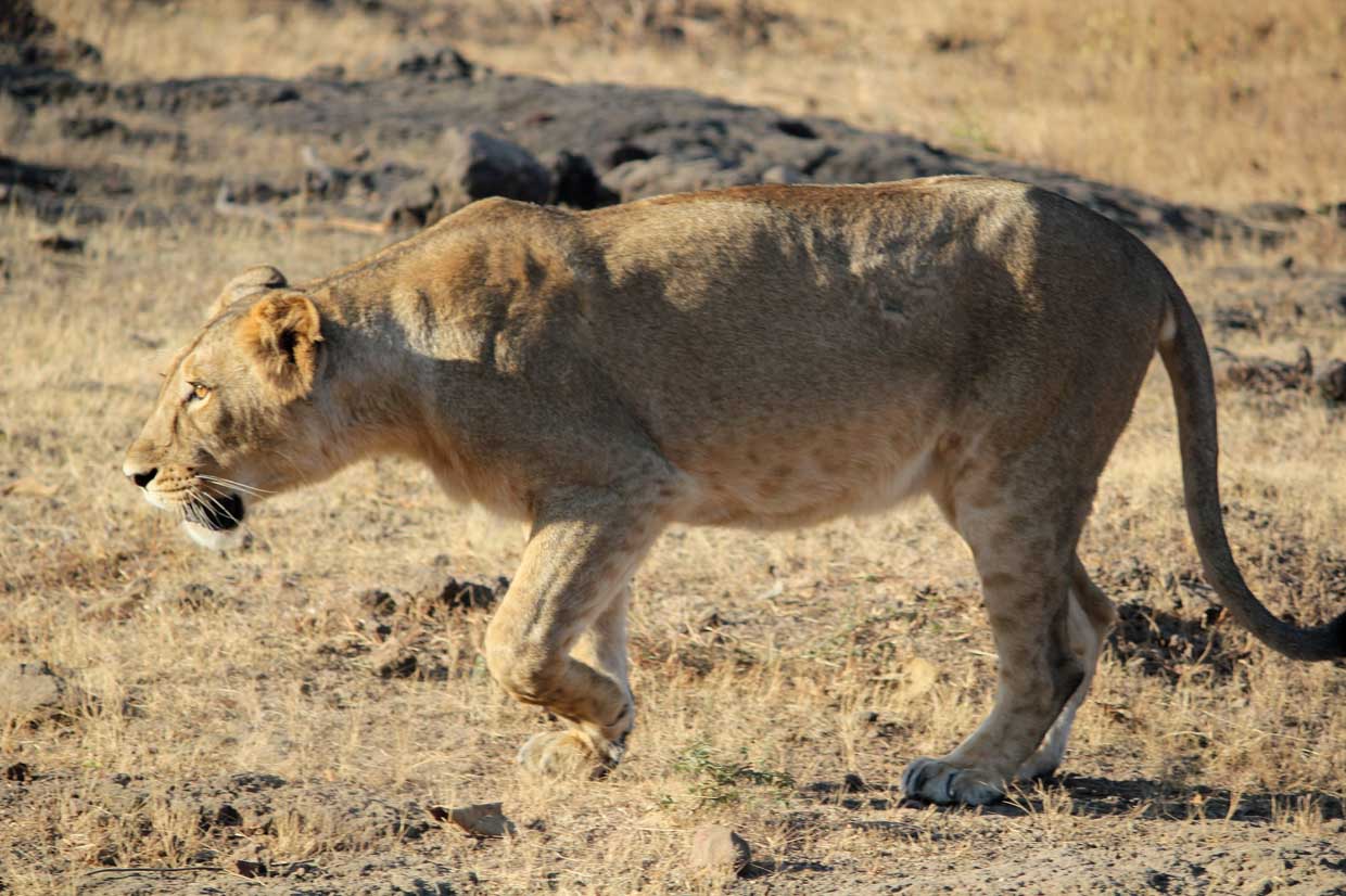 Lionness in Gir National Park, Gujarat