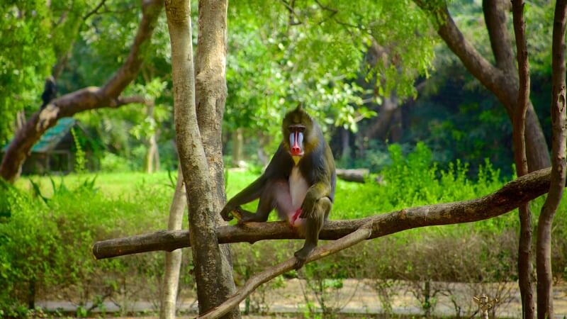 monkey nehru zoological park hyderabad