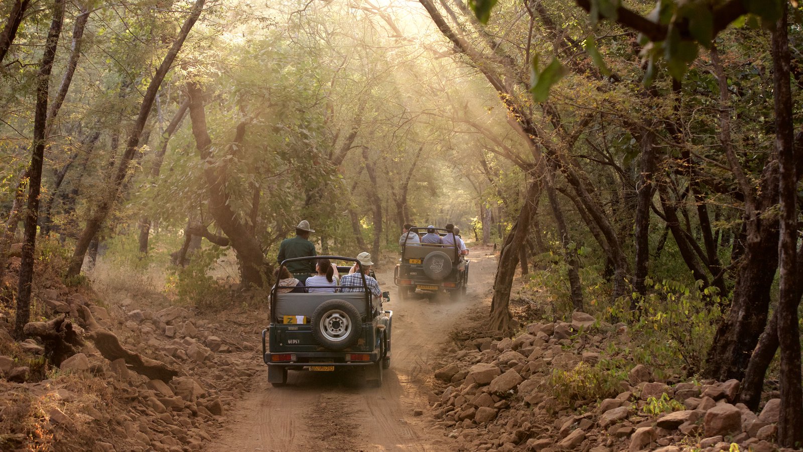 Ranthambore  safari