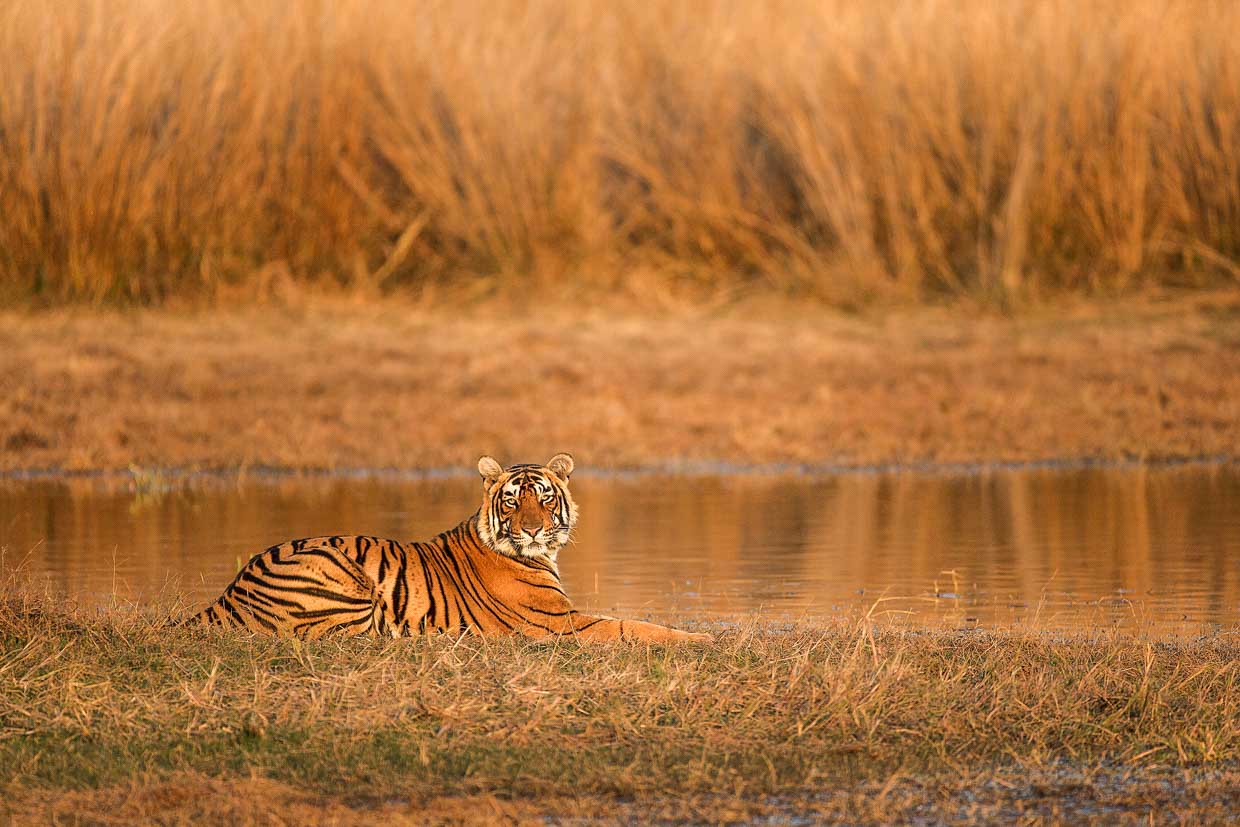 Tigers in Ranthambore National Park